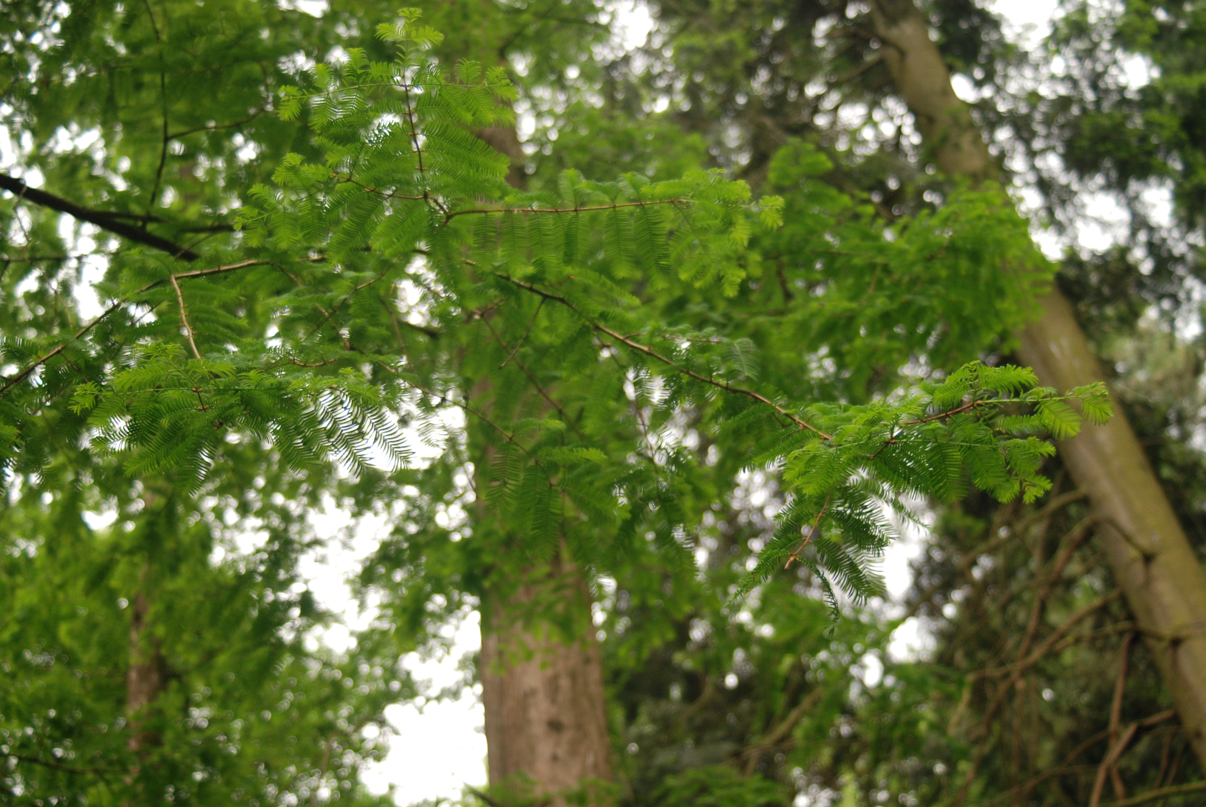 Metasequoia in Sequoiafarm Kaldenkirchen (D)