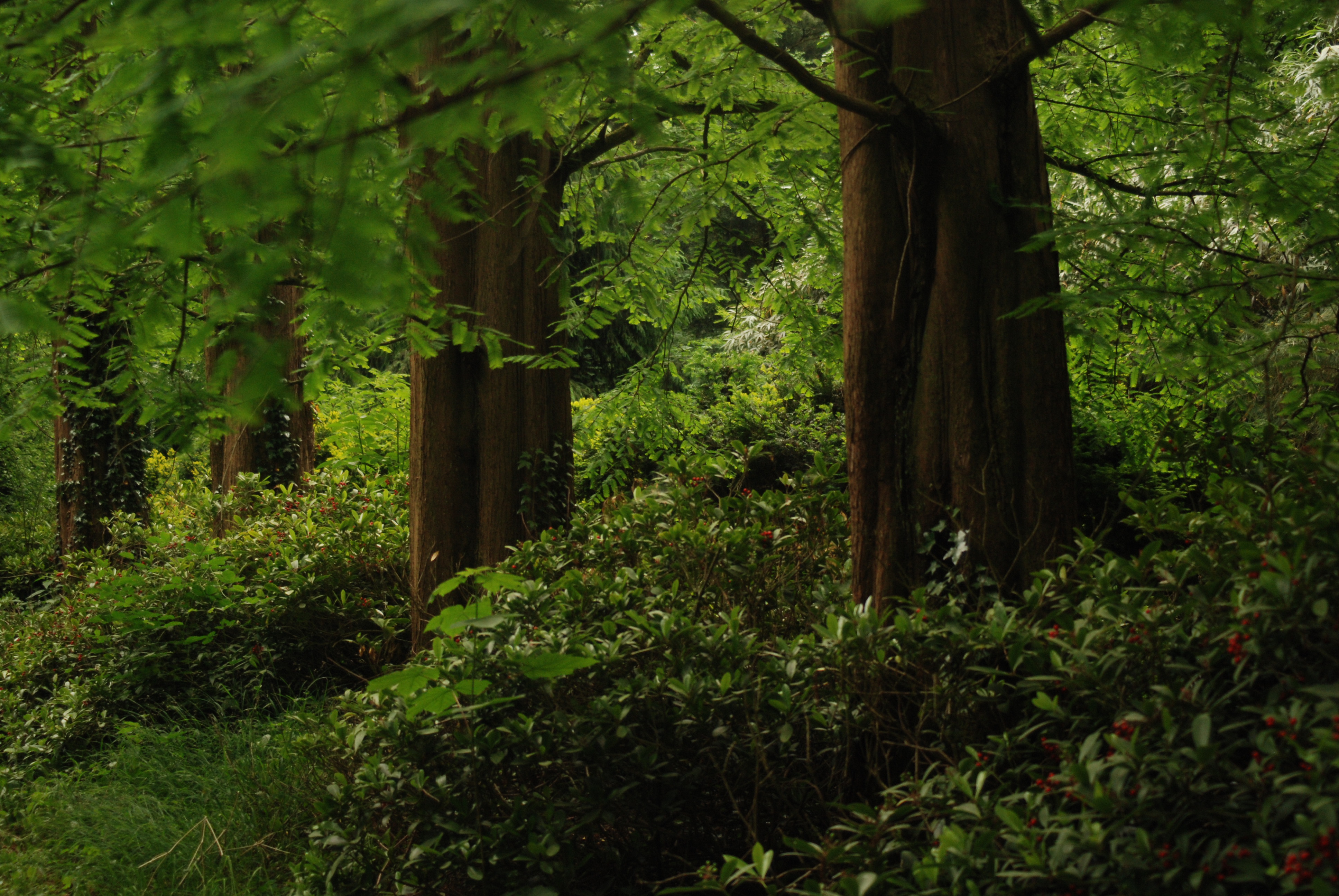 Metasequoia in Sequoiafarm Kaldenkirchen (D)